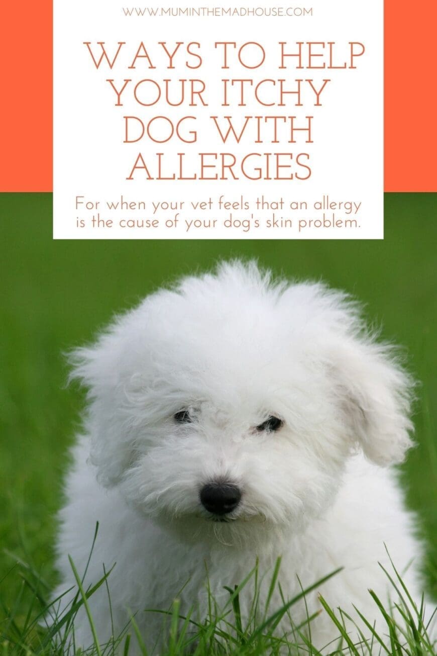 Effective ways to help your itchy dog with allergies. Practical tips for when your vet feels that an allergy is the cause of your dog's skin problem.