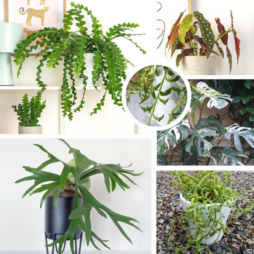 The Top 5 Unusual House Plants