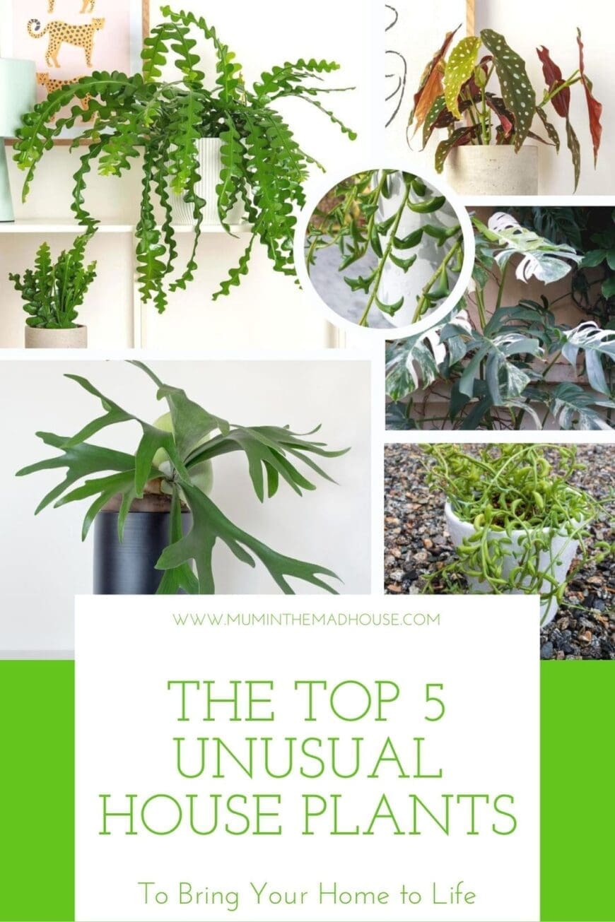 House plants are a joy to have and care for, especially these unusual ones that you may just want to add to your home
