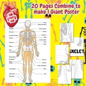 Free Giant Skeletal System Coloring Poster