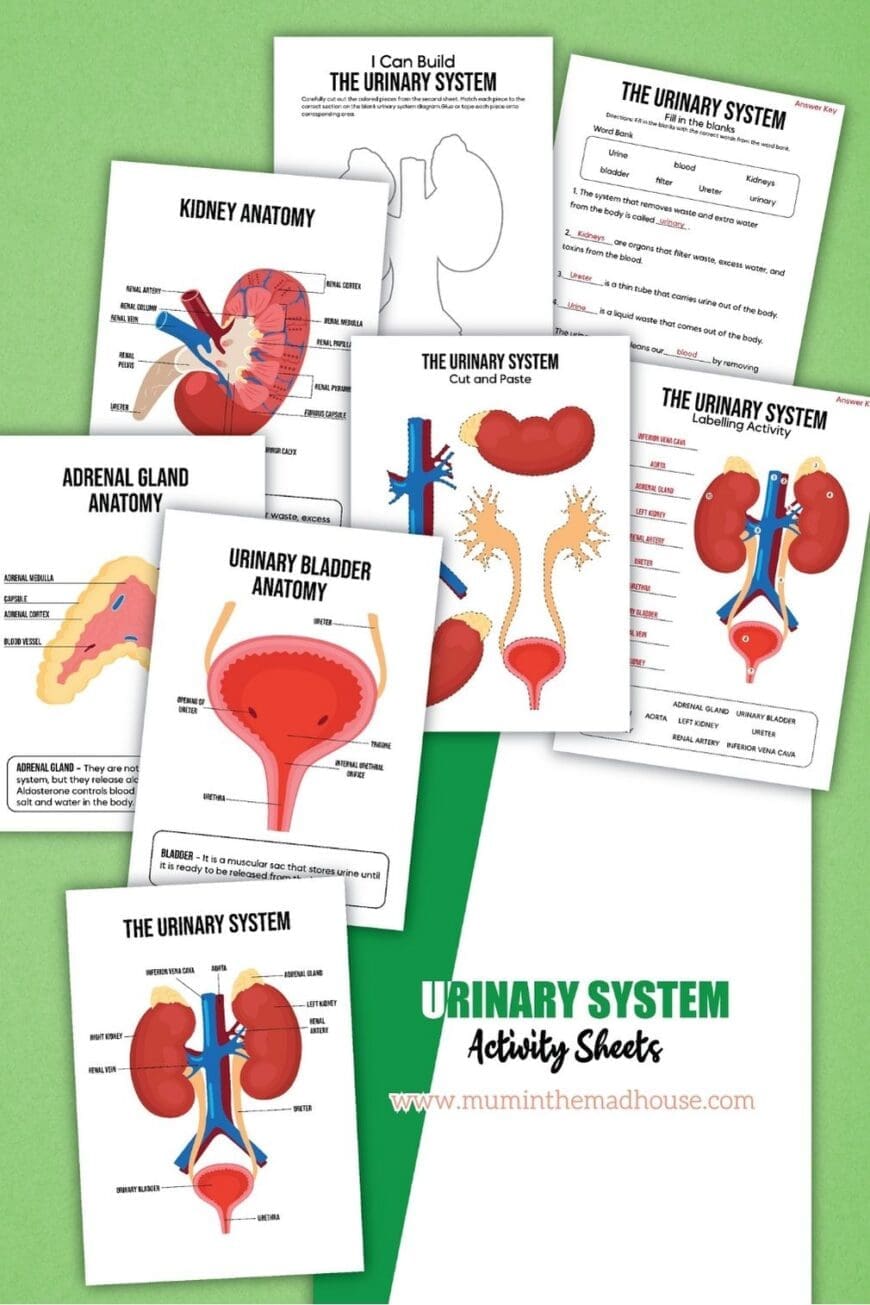 This free printable activity pack teaches kids about the human urinary system in a fun and engaging way! Download now and explore how the kidneys, bladder, and ureters work together.