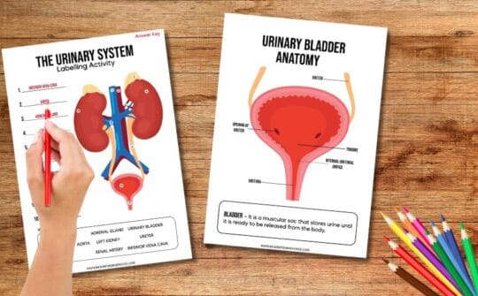 Exercise Science Urinary System Free Human Urinary System Activity Pack for Kids – Printable Science ...